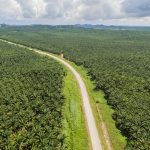 Ilustrasi Perkebunan Kelapa Sawit (Dok. Shutterstock)