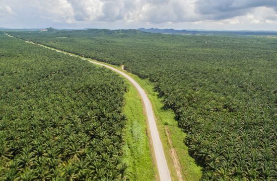 Ilustrasi Perkebunan Kelapa Sawit (Dok. Shutterstock)